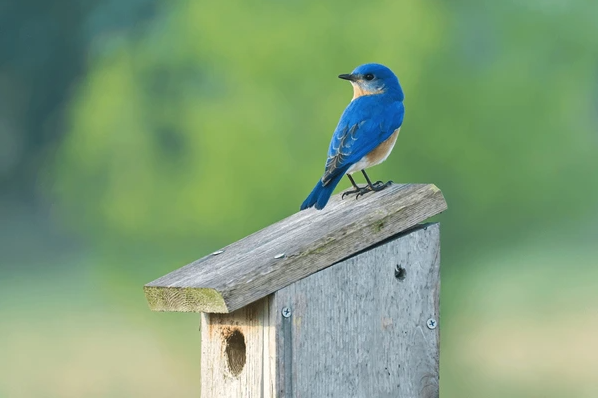 The Best Bluebird House for Your Garden