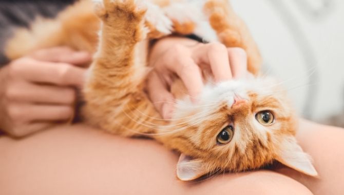 Cat Sitters London: Your Ultimate Guide to Professional Cat Sitting Services in the City