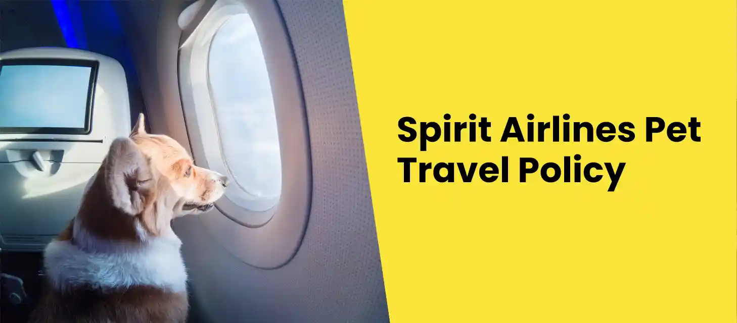 How do I add a pet to Spirit Airlines