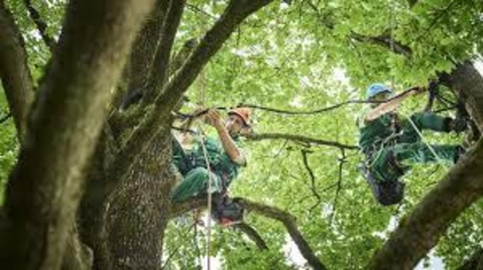 Tree Trimming: A Comprehensive Guide to Maintaining Healthy Trees