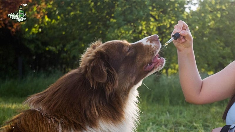 The Ultimate Guide to Pure CBD Pet Oil: A Holistic Approach to Pet Wellness