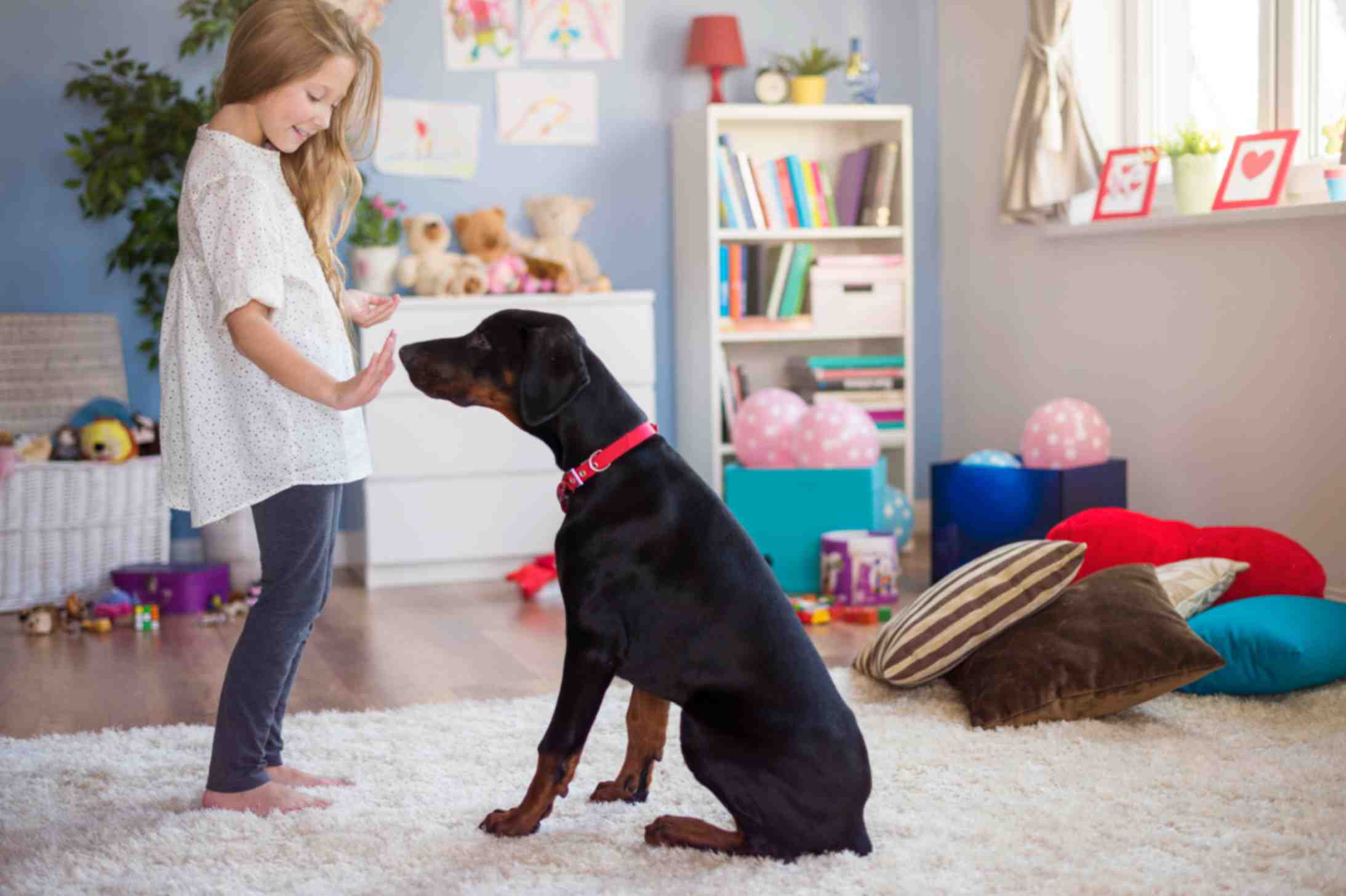 How to Choose the Right Doggy Day Care Facility